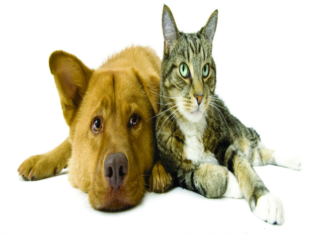 Santa Cruz Shopping promove Campanha de Adoção de Cães e Gatos